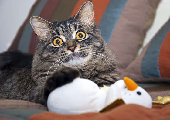 乐鱼体育平台登录-LOL选手天赋与训练双重驱动表现愈发稳定，lol双重打击